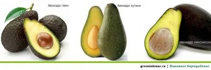 Cultivarea de gropi de avocado în casă