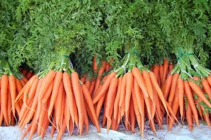 Отглеждане моркови в открито поле - подробна инструкция