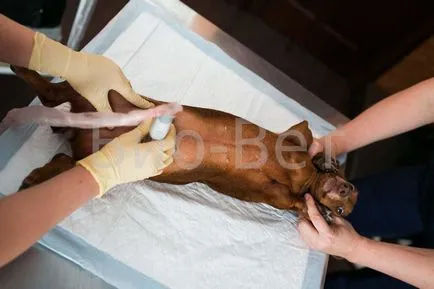 clinica veterinara Solnțevo bio-veterinar