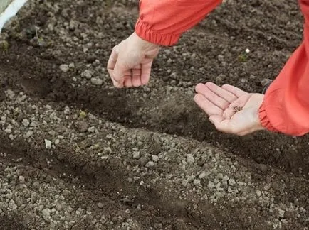 Termesztés retek különösen leszállás kultúra