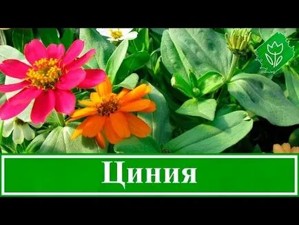 Отглеждане zinnias от семена и посадъчен материал на легло в открит терен в дома