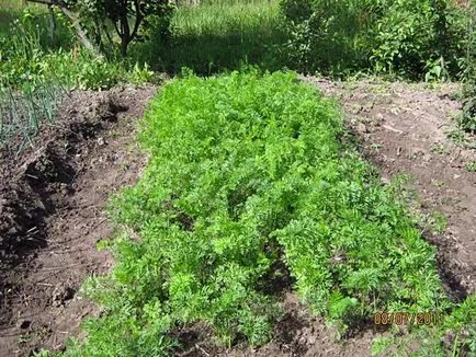 Отглеждане моркови в открито поле - подробна инструкция