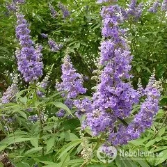 Витекс свещен - лечебни свойства, ползи, противопоказания