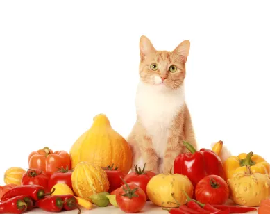 Радостин витамини за котки, джинджифил котка