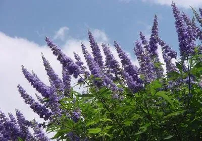 Vitex sacru