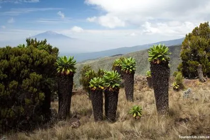 Hegymászás Kilimanjaro gazdaságos változat - rekreáció