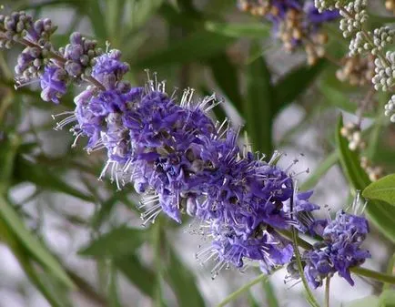 Vitex szent gyógyszer tulajdonságait, valamint módszereket