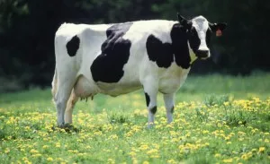 Balonare tratament vaca, ce să facă în cazul în care o flatulență vaca