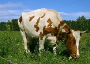 Balonare tratament vaca, ce să facă în cazul în care o flatulență vaca