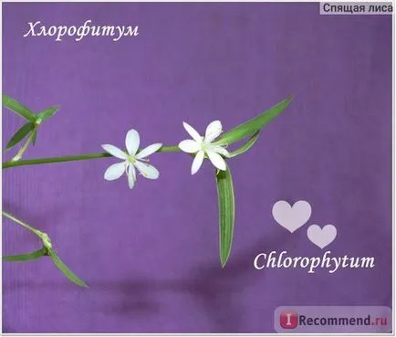 Chlorophytum - „megtisztítja a levegőt a házban, és megöli a baktériumokat! Saját zöld bálna - Chlorophytum