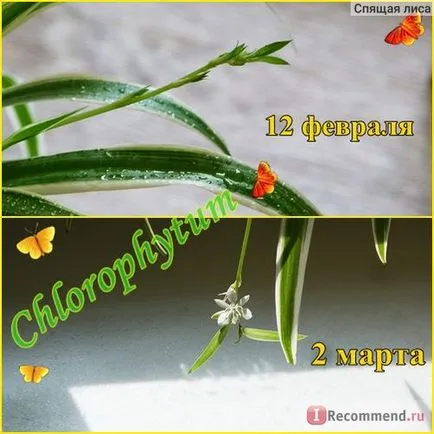 Chlorophytum - „megtisztítja a levegőt a házban, és megöli a baktériumokat! Saját zöld bálna - Chlorophytum
