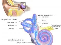 Betegségei a belső fül, a tünetek, okok, kezelés