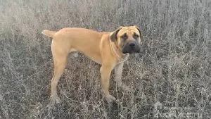 Dél-afrikai boerboel különös gondossággal, a betegségek, fotó, videó