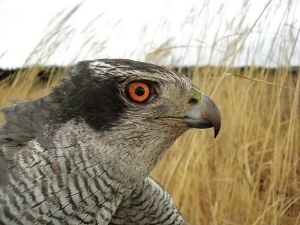 Hawk héja naptár élet héja héja