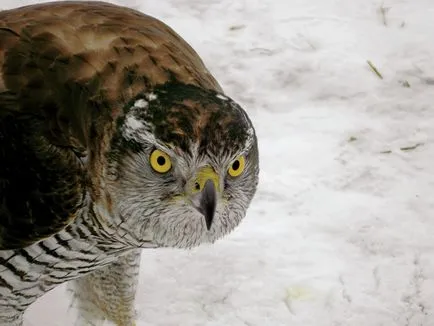 Hawk Uliu porumbar viață calendar șoim Uliu porumbar