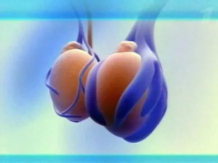 Boli ale testiculelor - pagina 4, reducerea mashonki în cazul în care scrot la barbati fotografie