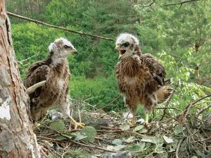 Hawk héja naptár élet héja héja