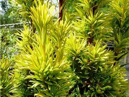 Tűlevelű fa tiszafa fotó és leírás fajok és növényfajták, ültetési és gondozási tiszafa