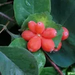 Honeysuckle Perfoliate reproducere, grădină