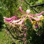 Honeysuckle Perfoliate reproducere, grădină