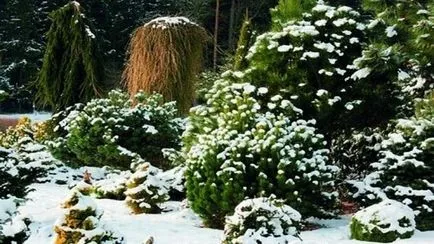 Зимен пейзаж дизайн - как да се направи зимна градина и да го украсят