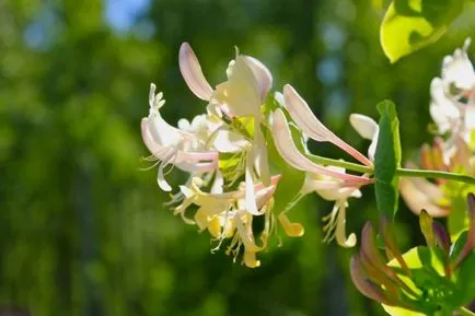 Honeysuckle Perfoliate reproducere, grădină