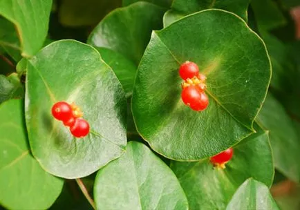 Honeysuckle Perfoliate reproducere, grădină