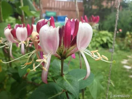 Honeysuckle Perfoliate reproducere, grădină