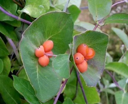 Honeysuckle Perfoliate reproducere, grădină