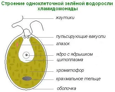 Lectia 14 Chlamydomonas, Chlorella - plante unicelulare (mediu, procese