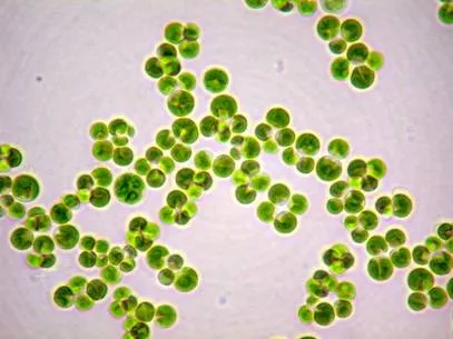 14. lecke Chlamydomonas, Chlorella - cellás növények (környezetben, folyamatok