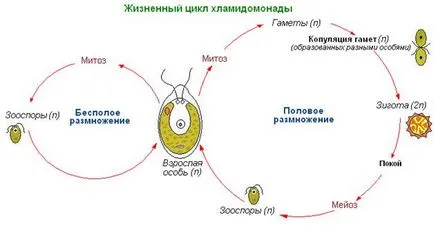 Уроци 14 Chlamydomonas, хлорела - едноклетъчни растения (околна среда, процеси