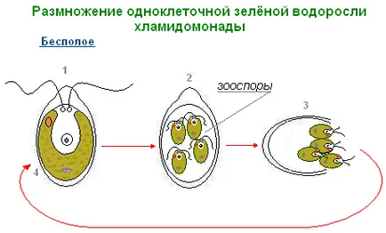 Уроци 14 Chlamydomonas, хлорела - едноклетъчни растения (околна среда, процеси