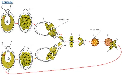 Уроци 14 Chlamydomonas, хлорела - едноклетъчни растения (околна среда, процеси