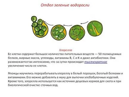 Уроци 14 Chlamydomonas, хлорела - едноклетъчни растения (околна среда, процеси