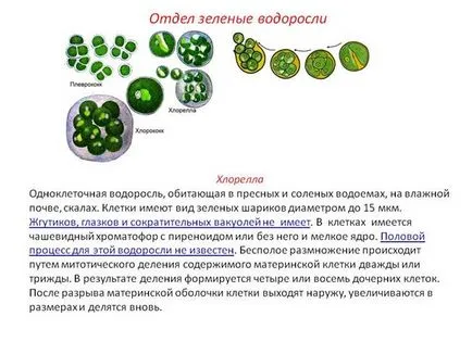 14. lecke Chlamydomonas, Chlorella - cellás növények (környezetben, folyamatok
