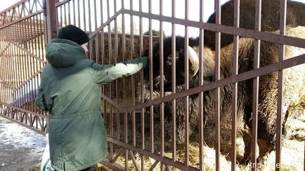 Zubryatnik în Toksovo, impresii personale