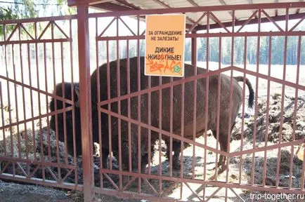 Zubryatnik în Toksovo, impresii personale