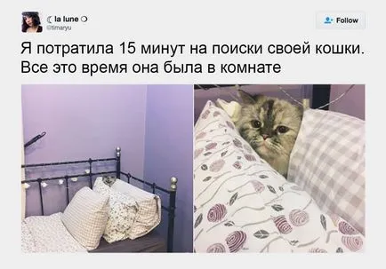 20 снимки, които доказват, че всички котки - тайни агенти