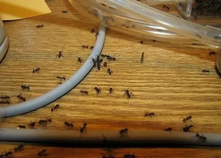 15 insecte care traiesc in casa ta