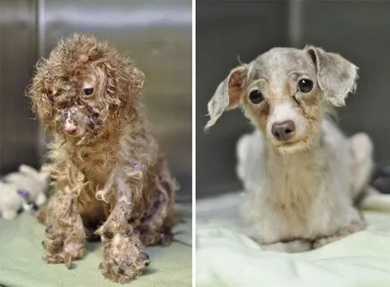 16 бездомни кучета преди и след спасение