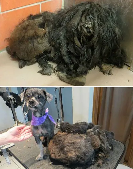 16 бездомни кучета преди и след спасение
