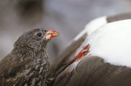 9. Az élőlények, alig várja, hogy íze a vér, umkra