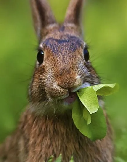 30 poze haioase de la animale care produc numai emoție