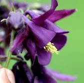 Aquilegia vetőmag - ültetés és termesztése palánták, növekvő paradicsom a nyaraló