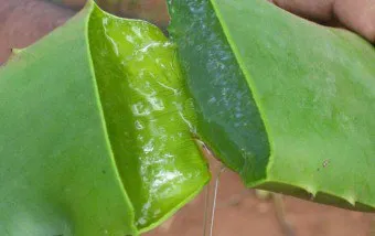 Aloe diéta - gyümölcscentrifuga és koktélok