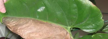 Anthurium levelek elszáradnak