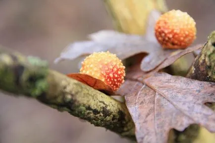 APK - Vitus - tölgyfa gall darázs