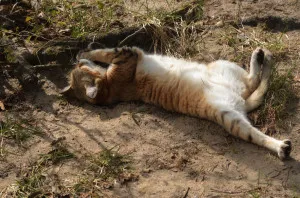 Barchan котка (Felis маргарита) - блог за домашни любимци