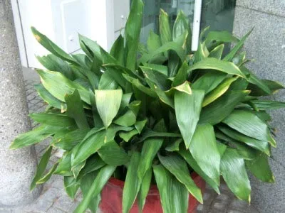 Aspidistra ápolási otthon